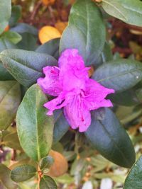 Close-up of pink flower