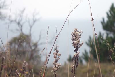 grass