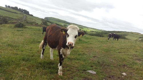 Cows in a field