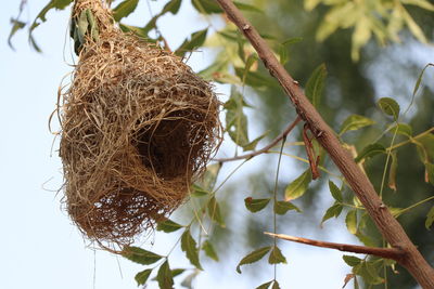 Low angle view of bird nest on tree