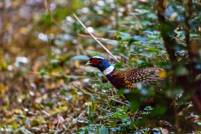 Close-up of bird perching on a field