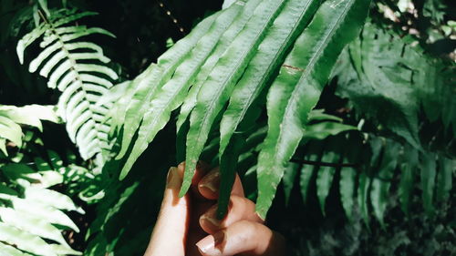 Close-up of fern leaves