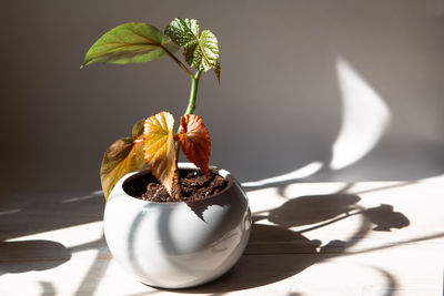 Close-up of potted plant