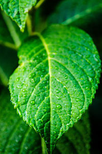 Close-up of leaves