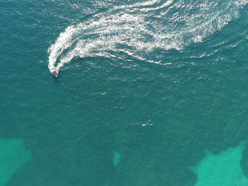 High angle view of jellyfish in sea