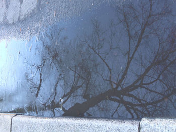Bare trees against sky