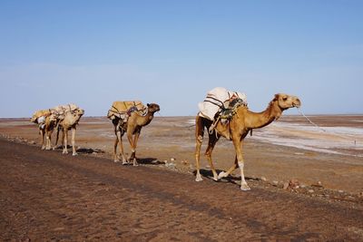 View of horse on sand