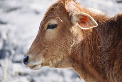 Close-up of a horse