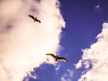 Low angle view of seagulls flying in sky