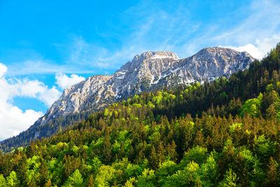 Snowy peaks and fir forest . evergreen woodland in alps . pine trees growing on the mountains