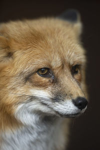 Close-up of a dog looking away