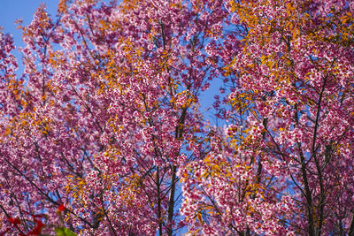 Low angle view of cherry blossom tree