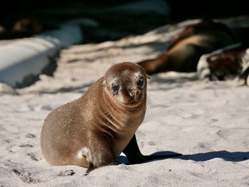 High angle view of sea lion on beach