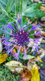 Close-up of purple flowers