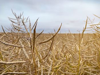 Close-up of dry plants on land