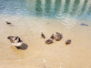 High angle view of ducks swimming on lake