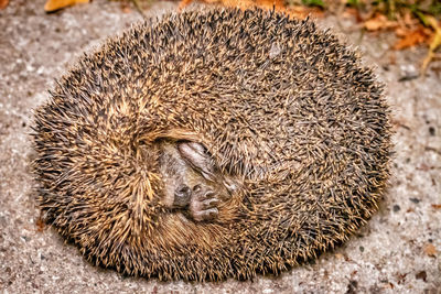 High angle view of animal sleeping on field