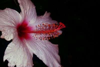 Close-up of pink flower