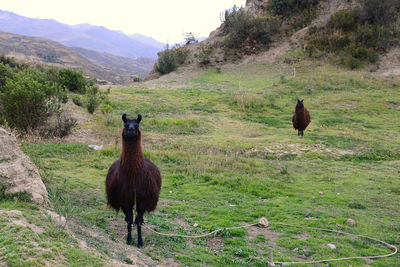 Portrait of llama on field