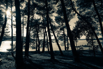 Trees in forest during winter