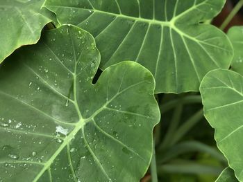 Close-up of raindrops on leaves