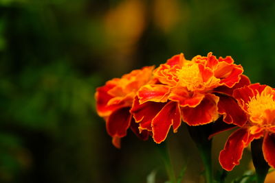 Close-up of orange rose flower