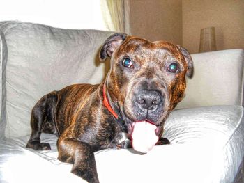 Close-up portrait of dog sitting on sofa at home