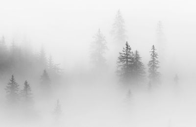 Abstract landscape in the mountains, with fog in the forest in rodnei mountains 