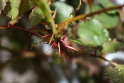 Close-up of tree branch