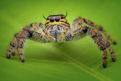 Close-up of insect on leaf