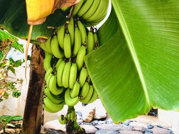 Fresh green fruits hanging on tree