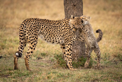 View of cheetah with cub at field