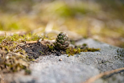 Close-up of crab on rock