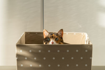 Closeup of curious cat has climbed into storage box, looks out playing hunting for a toy. pet lovers