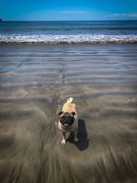 Dog on beach