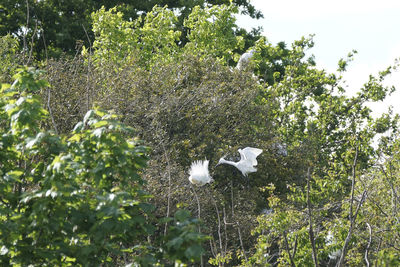 Bird perching on tree