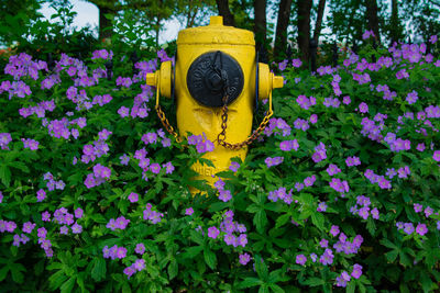 Close-up of fire hydrant and flowering plants