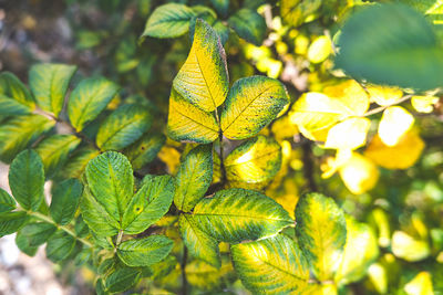 Rosehip bush with green and yellow leaves. change of seasons. the transition from summer to autumn. 