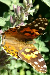 Close-up of butterfly on plant