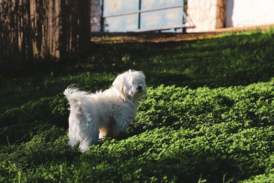 White dog looking away