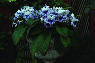 Close-up of flowers