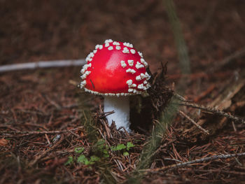 Little mushroom in the nature