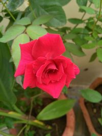 Close-up of red flower blooming outdoors