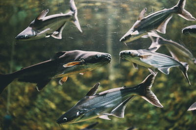 Close-up of ducks swimming in water