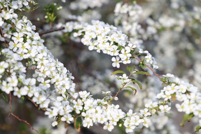 Close-up of white flowering plant