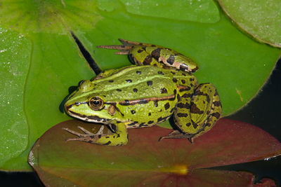 Frog on the waterlily leaves