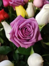 Close-up of pink rose blooming outdoors