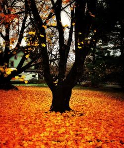 Autumn leaves on tree trunk