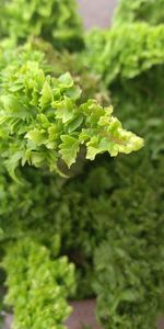 Close-up of fresh green plant