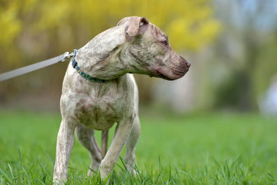 Dog looking away on field